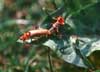 soldier beetle